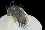 Spiny Comura Trilobite - Top Quality Specimen #95485-1